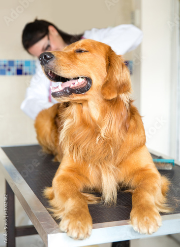 Photo: Dog at the vet Dog at the vet