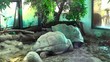 tartaruga gigante