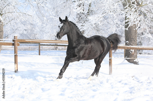Photo: Dutch warmblood running in winter Dutch warmblood running in winter