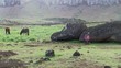 Fallen down moai with feral horses