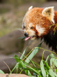 The Red Panda, Firefox or Lesser Panda