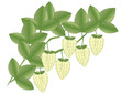 Heilpflanze Hopfen