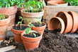 planting