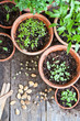 gardening