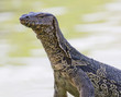Water monitor lizard