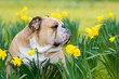 Happy cute english bulldog dog in the spring field
