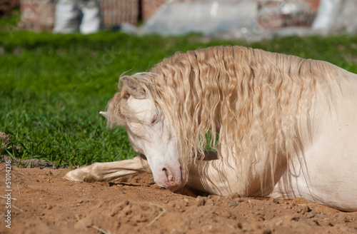 Photo: pony having rest on grass pony having rest on grass