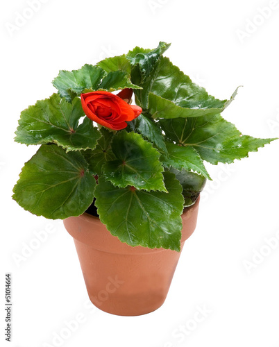 Photo: Begonia in a pot on a white background Begonia in a pot on a white background