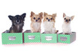 four chihuahuas