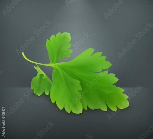 Vector: Parsley Parsley