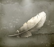 Vektor: Feather, old-style Feather, old-style