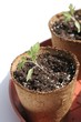 Foto: Plants de tomates Plants de tomates