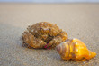 Funny  crab with long hair  on the beach