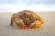 Funny  crab with long hair  on the beach