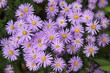 Foto: Aster Aster