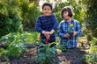 Young children helping in the garden
