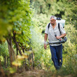 Vintner walking in his vineyard spraying chemicals on his vines