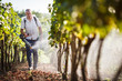 Vintner walking in his vineyard spraying chemicals on his vines