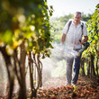 Vintner walking in his vineyard spraying chemicals on his vines