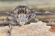 White-clouded longhorn beetle (Mesosa nebulosa)  macro photo