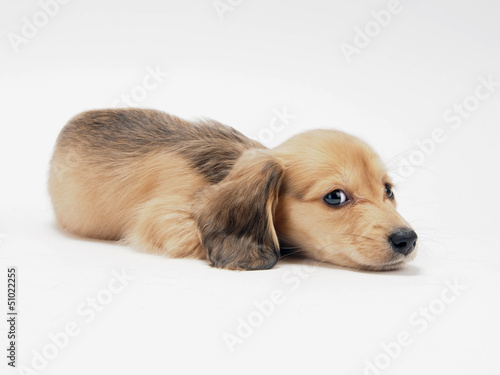Photo: 微笑むミニチュアダックスフンドの子犬 微笑むミニチュアダックスフンドの子犬