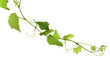 sarment de vigne