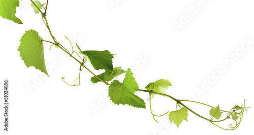 Photo: sarment de vigne sarment de vigne