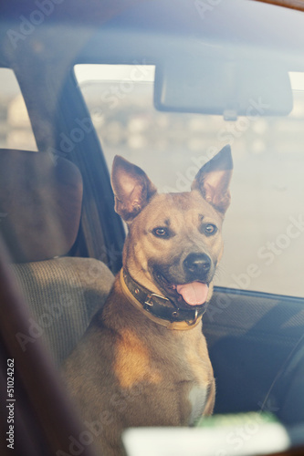 Photo: Dog in the car Dog in the car