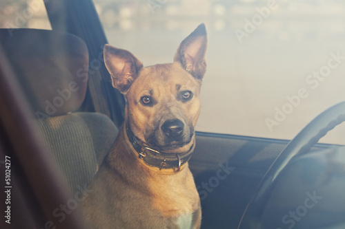 Photo: Dog in the car Dog in the car
