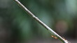 worker ants walk along a branch