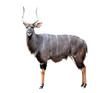 nyala isolated on white background