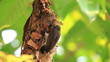 Female sunbird feeding young