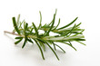 Rosmarin - Rosemary