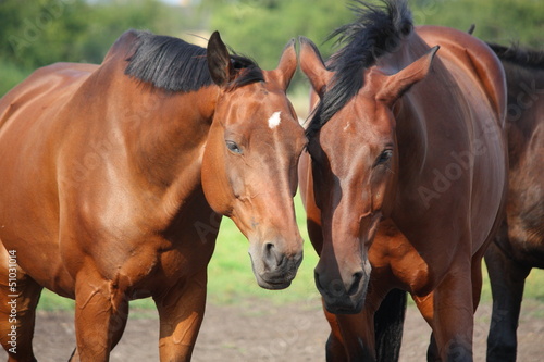 Photo: Two brown horses nuzzling each other Two brown horses nuzzling each other