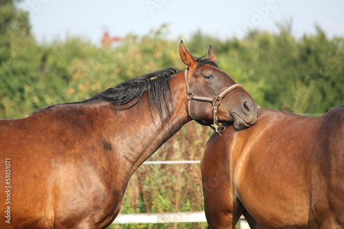 Photo: Brown horse resting on another horse Brown horse resting on another horse
