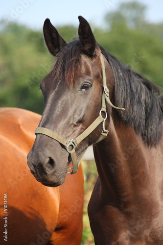 Photo: Black horse taking a deep breath of air Black horse taking a deep breath of air