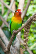 Lovebird perched on a branch