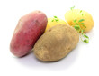 Ernte, Kartoffeln