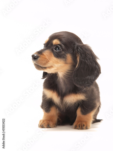 Photo: ミニチュアダックスの子犬 ミニチュアダックスの子犬
