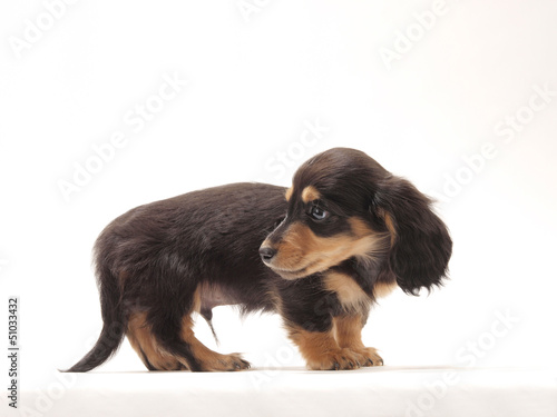 Photo: 振り向くミニチュアダックスの子犬 振り向くミニチュアダックスの子犬