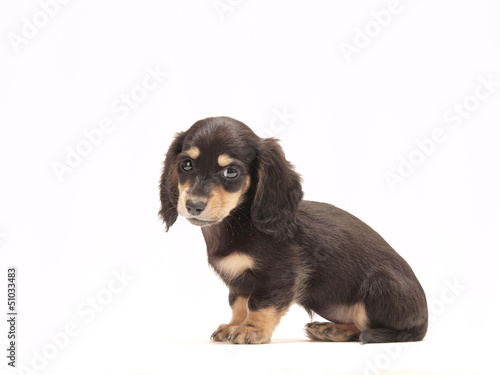 Photo: ミニチュアダックスの子犬 ミニチュアダックスの子犬