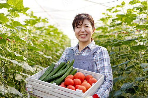 Photo: 野菜の収穫 野菜の収穫