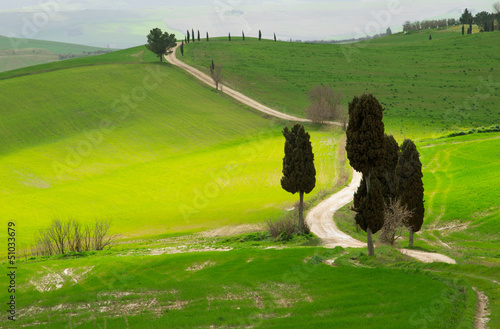 Photo: CIPRESSI AL SOLE CIPRESSI AL SOLE