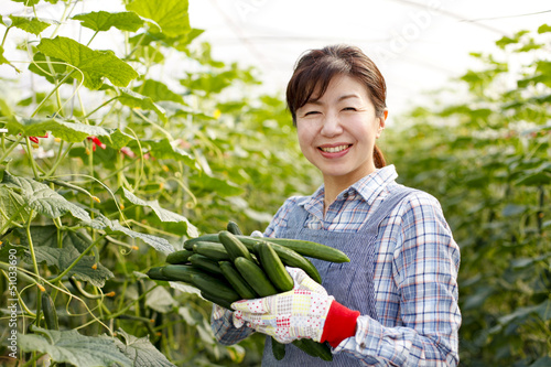Photo: 野菜の収穫 野菜の収穫