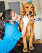 Dog at the vet