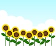 ひまわり