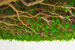 Foto: Lush Verdure Lush Verdure