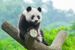 Photo : Giant panda bear climbing in tree Giant panda bear climbing in tree