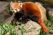 The Red Panda, Firefox or Lesser Panda