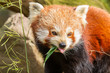 The Red Panda, Firefox or Lesser Panda